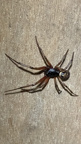 Noble False Widow
