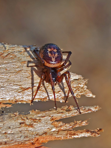 Noble False Widow