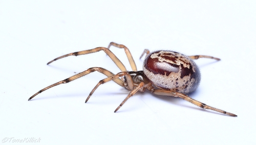 Noble False Widow