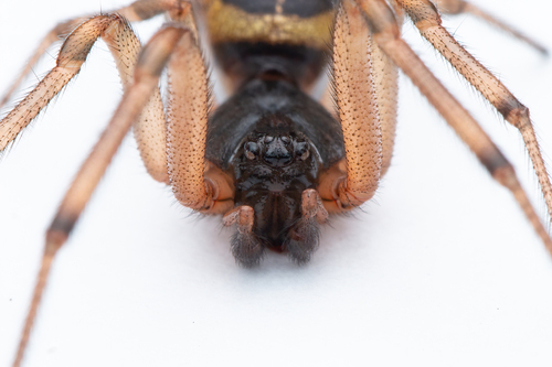 Noble False Widow