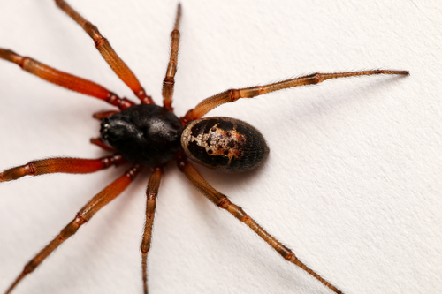 Noble False Widow