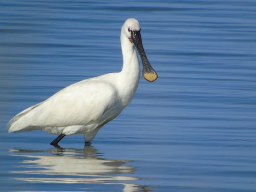 Eurasian Spoonbill