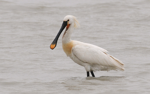 Eurasian Spoonbill