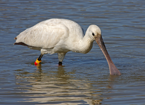 Eurasian Spoonbill