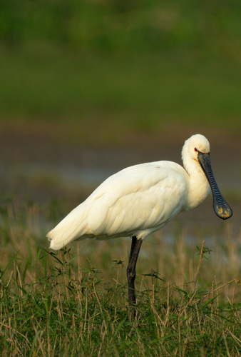 Eurasian Spoonbill