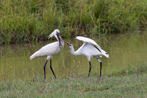 Eurasian Spoonbill