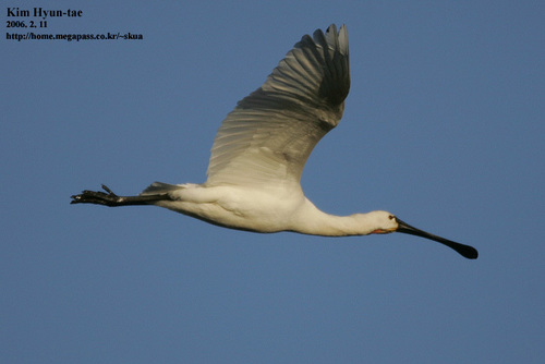Eurasian Spoonbill