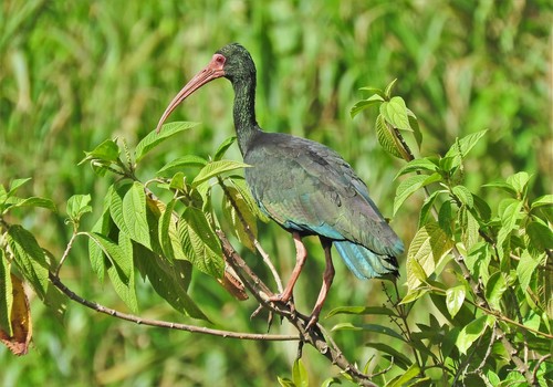 Bare-faced Ibis