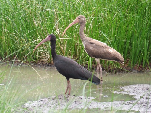 Bare-faced Ibis