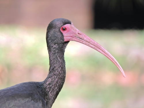 Bare-faced Ibis