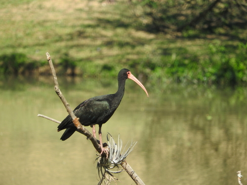 Bare-faced Ibis