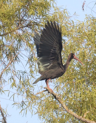 Bare-faced Ibis