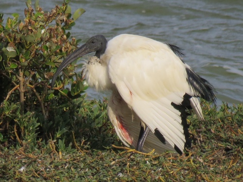African Sacred Ibis
