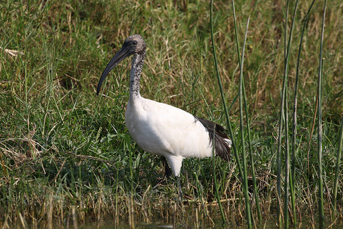 African Sacred Ibis