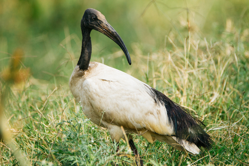 African Sacred Ibis
