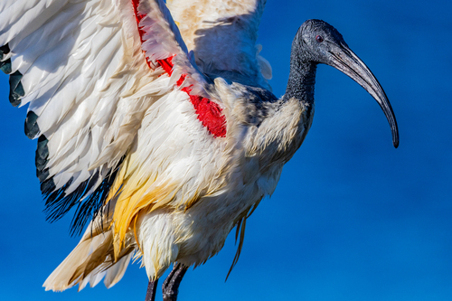 African Sacred Ibis