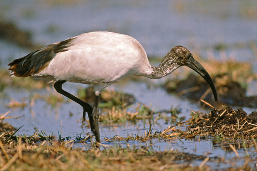 African Sacred Ibis