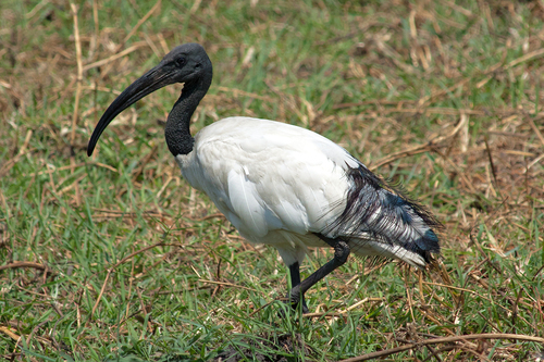 African Sacred Ibis