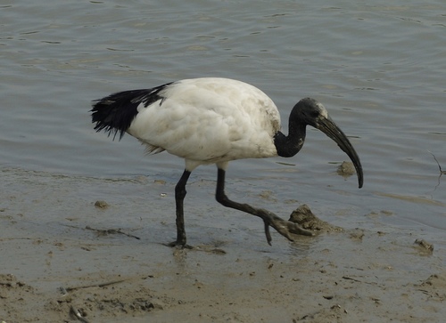 African Sacred Ibis