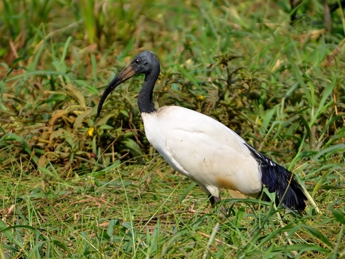 African Sacred Ibis