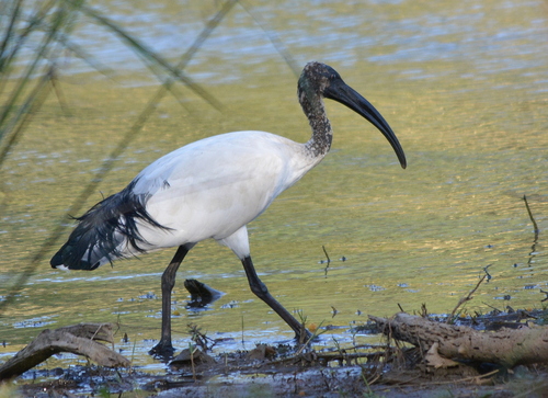 African Sacred Ibis