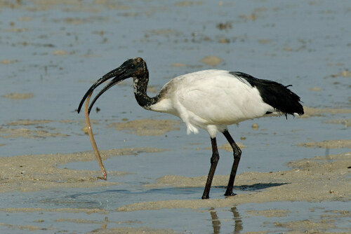 African Sacred Ibis