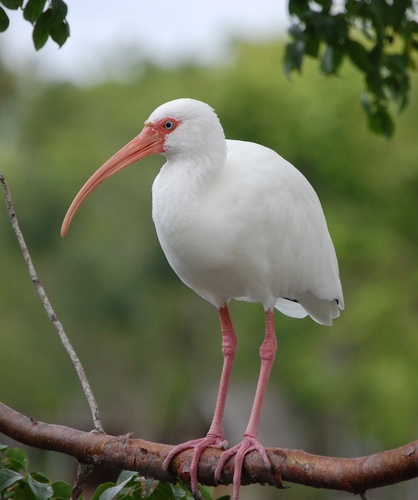 White Ibis