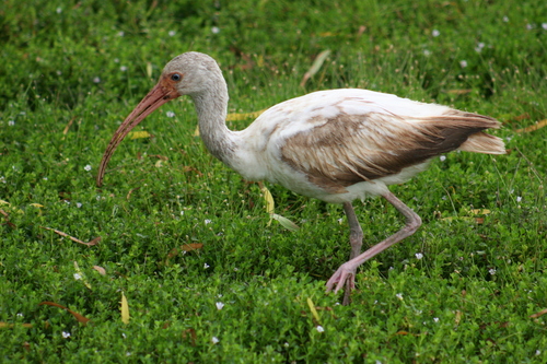 White Ibis