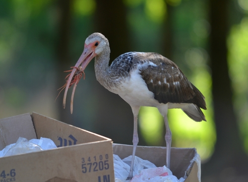 White Ibis
