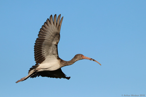White Ibis