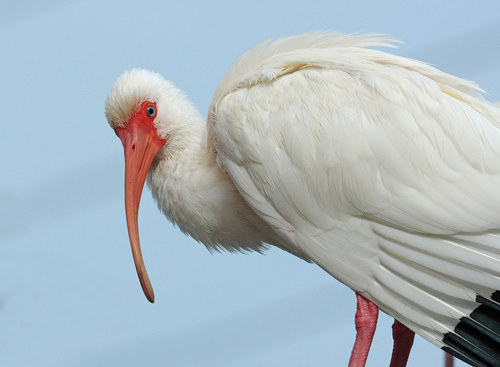 White Ibis