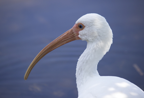 White Ibis