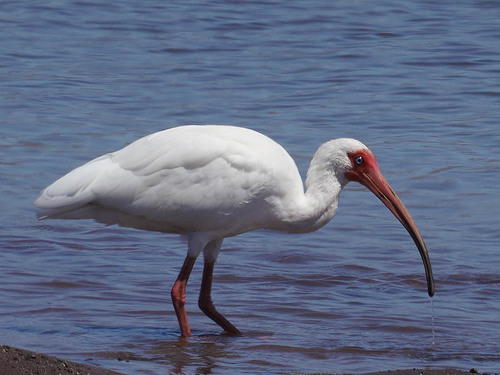 White Ibis