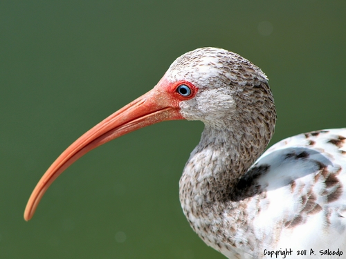 White Ibis