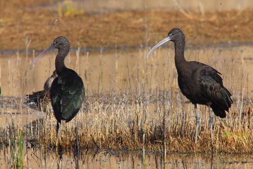 Glossy Ibis