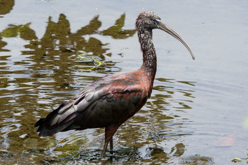 Glossy Ibis