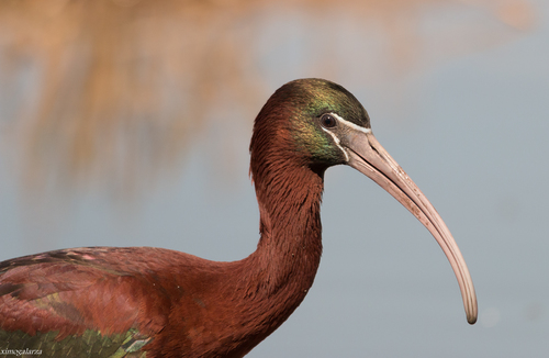 Glossy Ibis