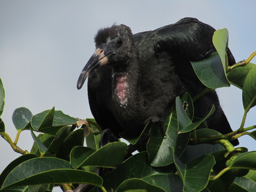 Glossy Ibis