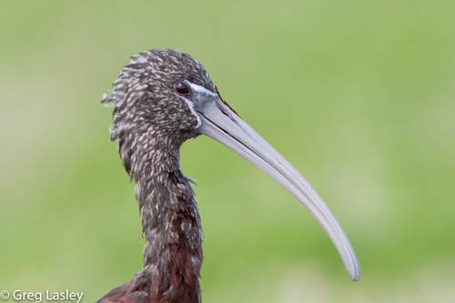 Glossy Ibis
