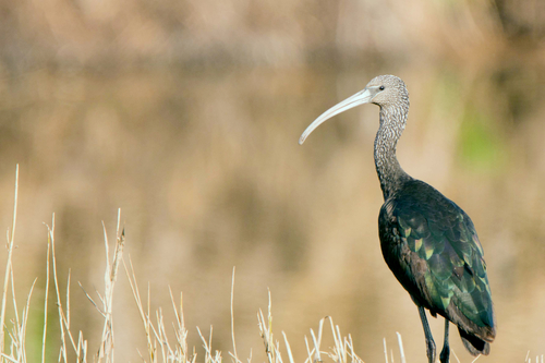 Glossy Ibis
