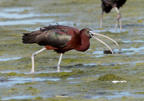 Glossy Ibis