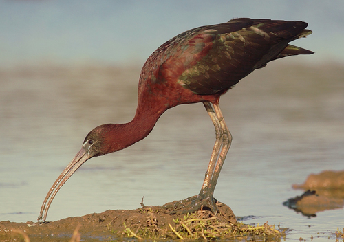 Glossy Ibis