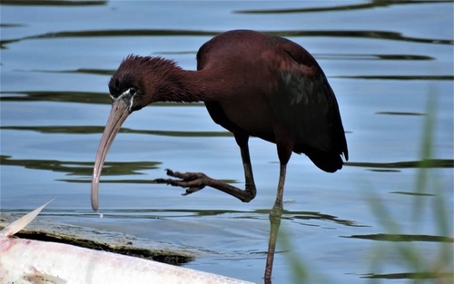 Glossy Ibis