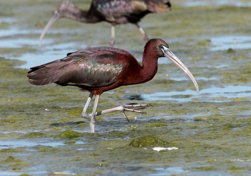 Glossy Ibis