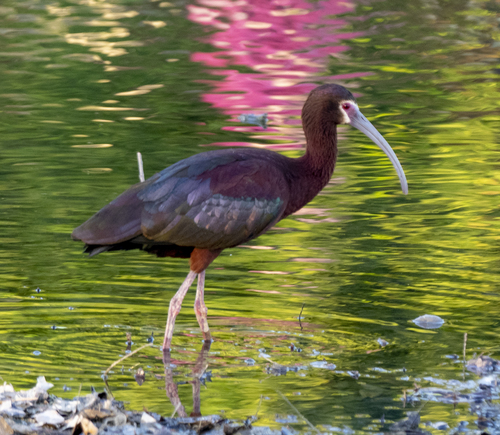 White-faced Ibis
