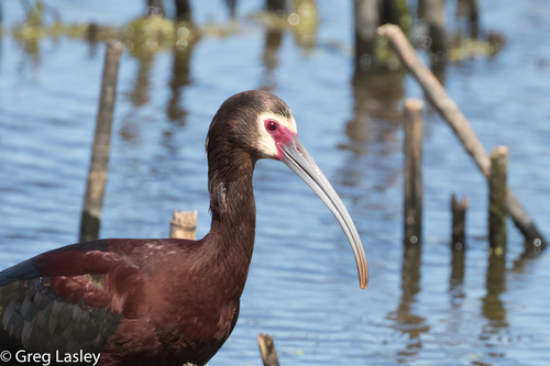 White-faced Ibis