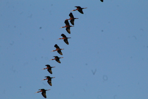 White-faced Ibis