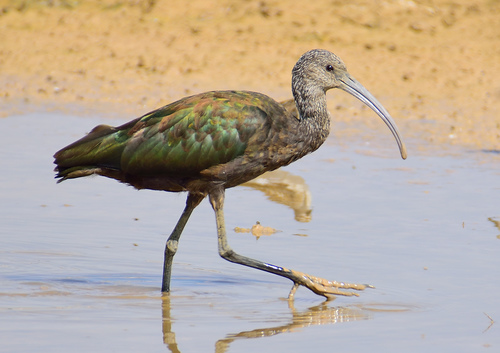 White-faced Ibis