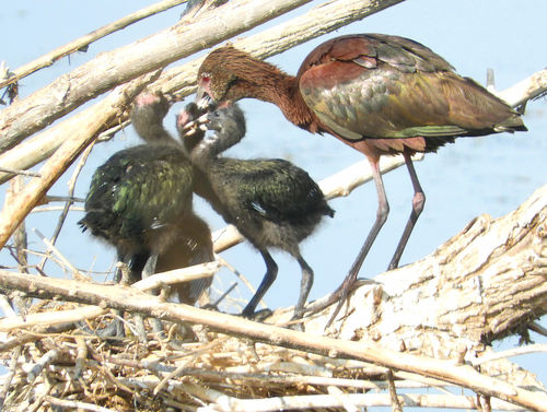 White-faced Ibis