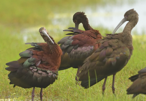 White-faced Ibis